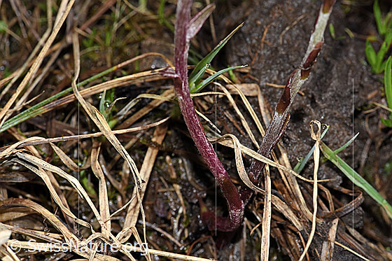 Photo: Tussilago farfara. Stem.