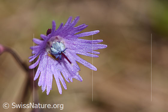 Foto: Grosses Alpenglöckchen (Soldanella alpina). Blüte.