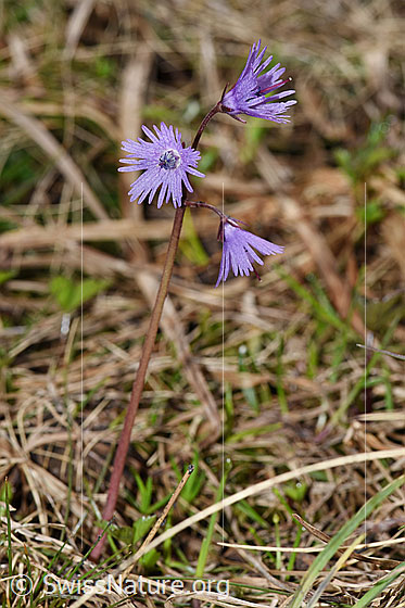 Foto: Grosses Alpenglöckchen (Soldanella alpina). Ganze Pflanze (Habitus).
