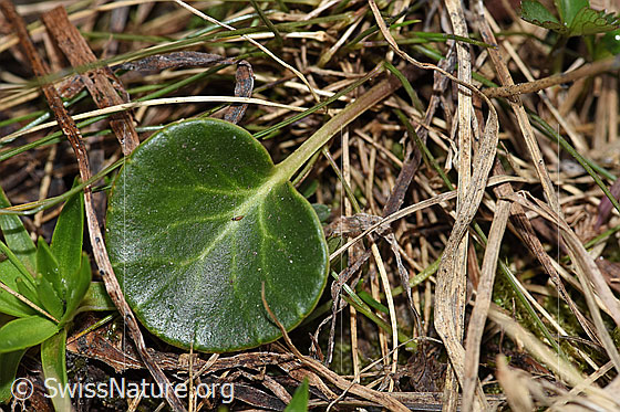 Photo: Soldanella alpina. Leaf and petiole.