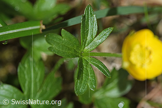 Photo: Ranunculus montanus. Stem leaf and stem.