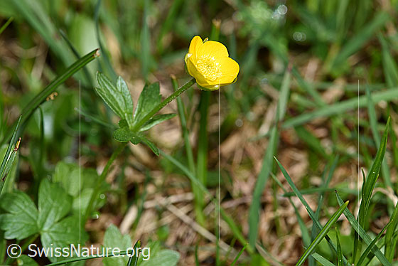 Photo: Ranunculus montanus. Whole plant (habiti).