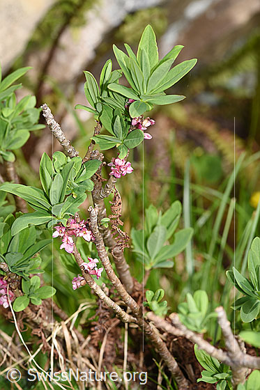 Foto: Echter Seidelbast (Daphne mezereum). Ganze Pflanze (Habitus).
