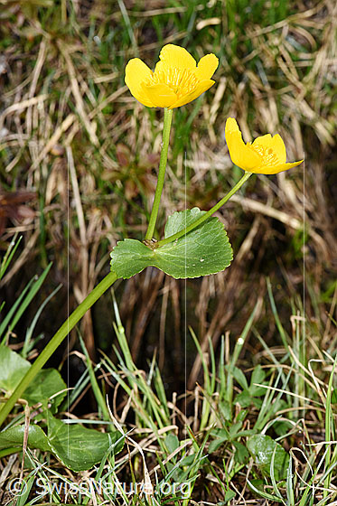 Foto: Sumpf-Dotterblume (Caltha palustris). Blüten, Blätter und Stängel.