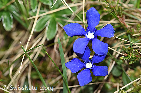 Foto: Frühlings-Enzian (Gentiana verna). Blüten. Ansicht von oben.
