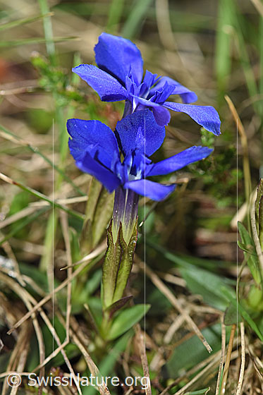 Foto: Frühlings-Enzian (Gentiana verna). Ganze Pflanze (Habitus). Ansicht von der Seite.