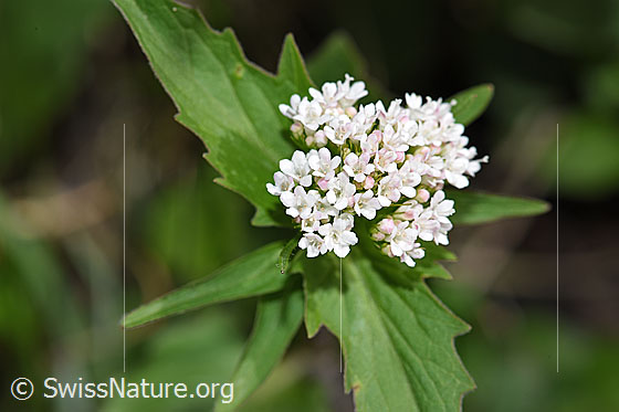 Foto: Dreiblatt-Baldrian (Valerina tripteris). Blüten und Blätter.