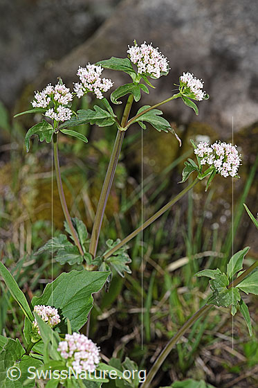 Foto: Dreiblatt-Baldrian (Valerina tripteris). Blütenstände, Stängel und Blätter.