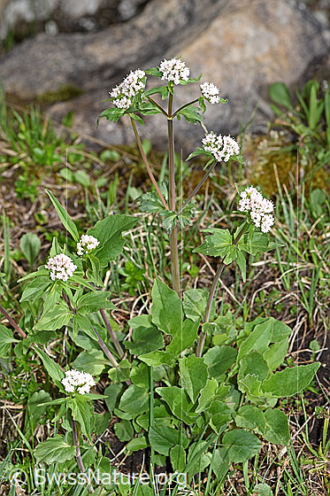 Foto: Dreiblatt-Baldrian (Valerina tripteris). Ganze Pflanze (Habitus).