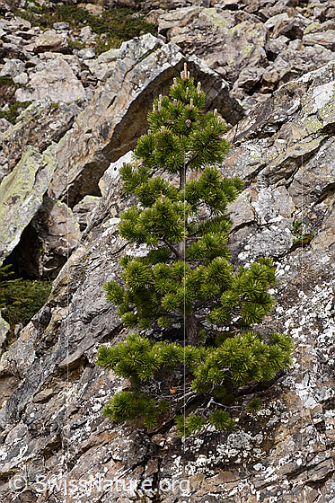 Foto: Bergföhre (Pinus mugo). Diese Bergföhre wächst an einem Felsblock.