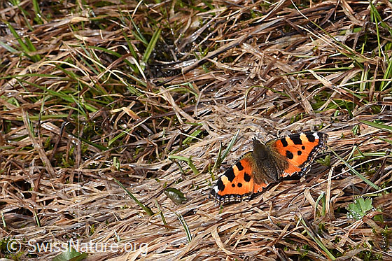 Foto: Kleiner Fuchs (Aglais urticae). Flügel geöffnet. Ansicht von schräg oben.