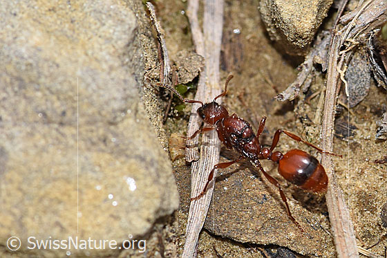 Grosse Knotenameise (Manica rubida)