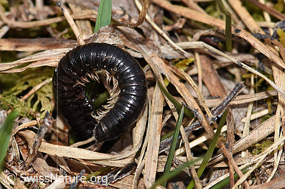 Foto: Wahrscheinlich Schwarzer Schnurfüsser (Tachypodoiulus niger). Ansicht von oben.