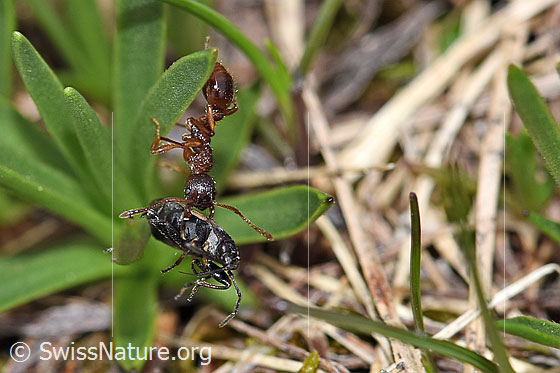 Photo: Probably Manica rubida. Length 5 - 9mm. The ant has captured a bug.