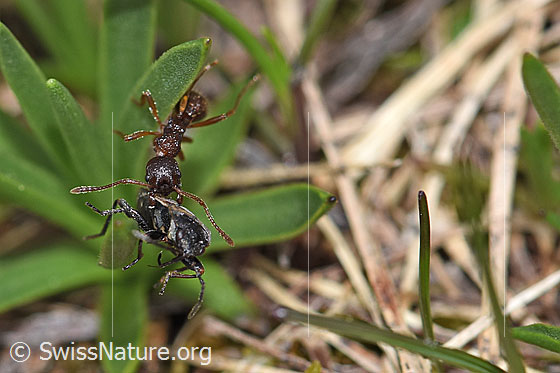 Photo: Probably Manica rubida. Length 5 - 9mm. The ant has captured a bug.