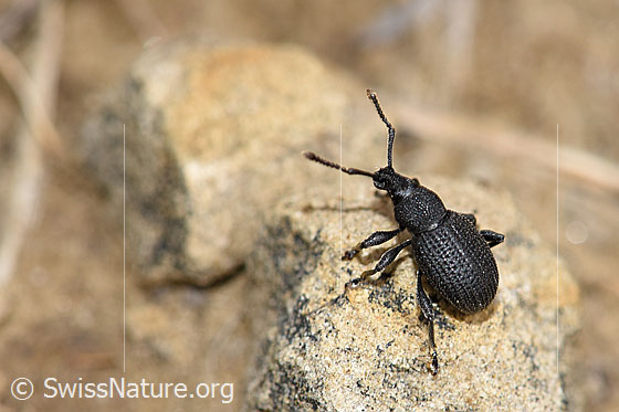 Photo: Probably Otiorhynchus foraminosus. View diagonally from behind.