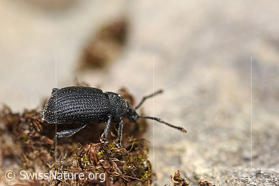 Photo: Probably Otiorhynchus foraminosus. View from the side.