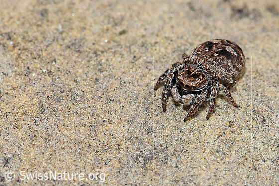 Photo: Probably Sitticus floricola (Jumping spider). Female. Length: 5 - 6.5Mm. Anicht von vorne.