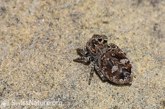 Photo: Probably Sitticus floricola (Jumping spider). Female. Length: 5 - 6.5mm. View from diagonally behind.