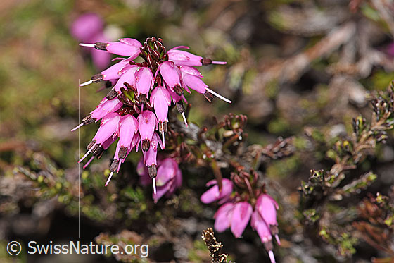 Photo: Erica carnea. Blossoms.