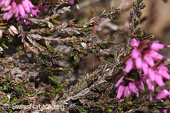 Foto: Erika (Erica carnea). Ästchen.