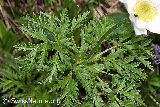 Foto: Weisse Alpen-Anemone (Pulsatilla alpina). Blätter.