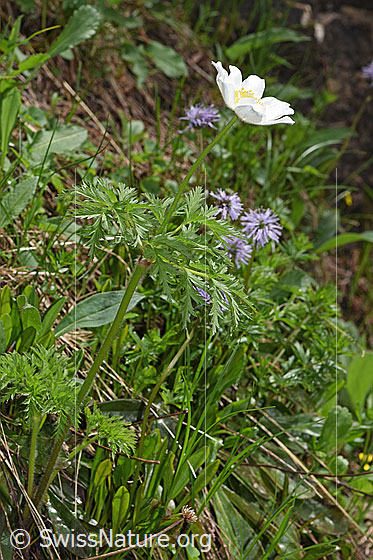 Foto: Weisse Alpen-Anemone (Pulsatilla alpina). Ganze Pflanze (Habitus).
