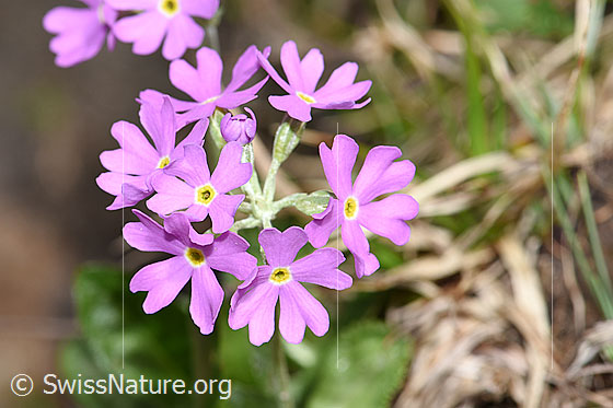 Photo: Primula farinosa. Blossoms.