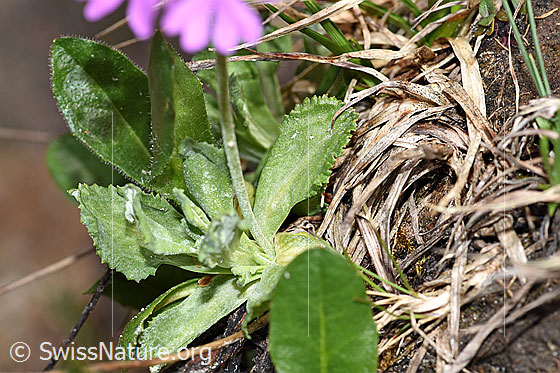 Photo: Primula farinosa. Leaves and stem.