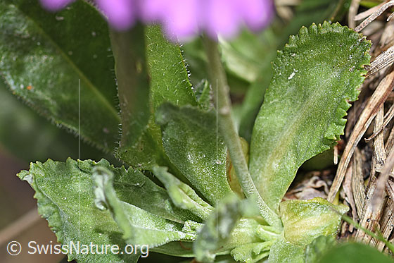 Photo: Primula farinosa. Leaves.