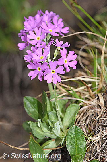 Photo: Primula farinosa. Whole plant (habiti).