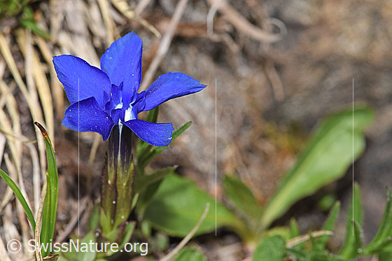 Photo: Probably Gentiana verna. Blossom and calyx.