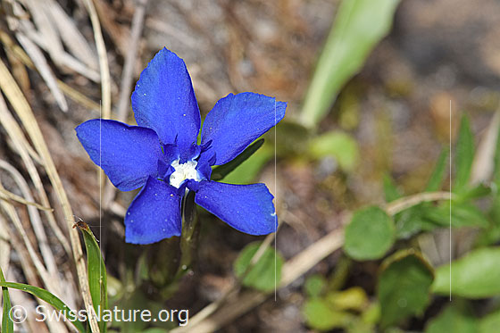 Foto: Wahrscheinlich Frühlings-Enzian (Gentiana verna). Blüte. Ansicht von schräg oben.