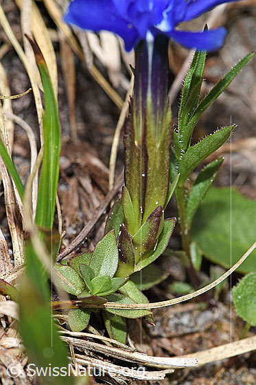 Photo: Probably Gentiana verna. Calyx and leaves.