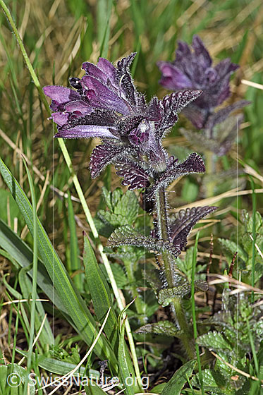 Foto: Alpenhelm (Bartsia alpina). Ganze Pflanze (Habitus).