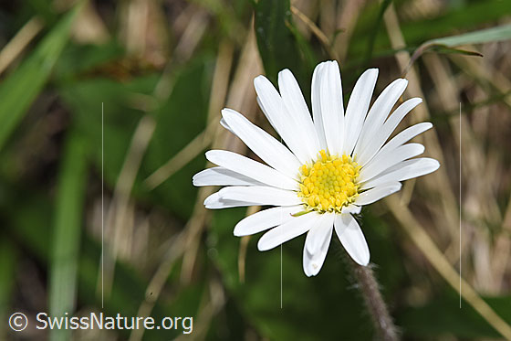 Foto: Wahrscheinlich Alpenmasslieb (Aster bellidiastrum). Blüte.