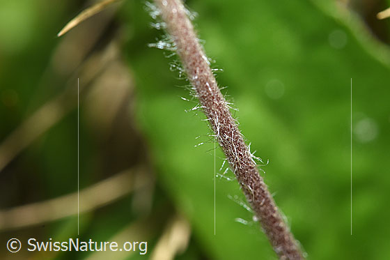 Foto: Wahrscheinlich Alpenmasslieb (Aster bellidiastrum). Stängel.