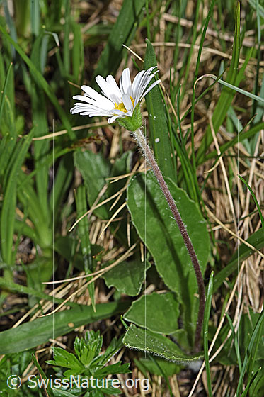 Foto: Wahrscheinlich Alpenmasslieb (Aster bellidiastrum). Ganze Pflanze (Habitus).