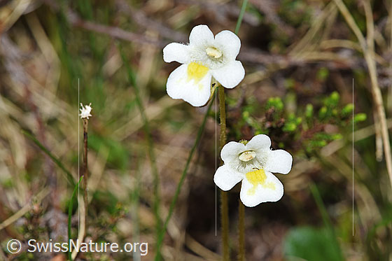 Photo: Pinguicula alpina. Blossoms.
