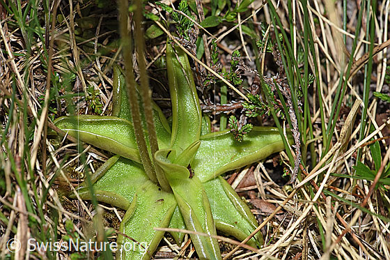 Photo: Pinguicula alpina. Leaves.