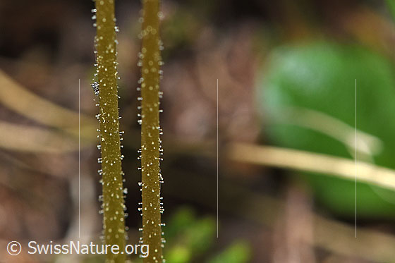 Photo: Pinguicula alpina. Stem.