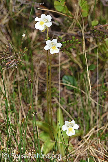 Photo: Pinguicula alpina. Whole plant.
