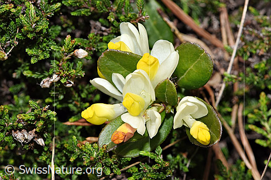 Foto: Buchsblättrige Kreuzblume (Polygala Chamaebuxus). Ganze Pflanze (Habitus). Ansicht von schräg oben.