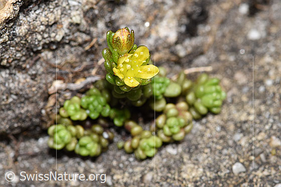 Foto: Wahrscheinlich Alpen-Mauerpfeffer (Sedum alpestre). Blüte.