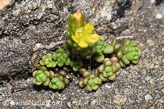 Photo: Probably Sedum alpestre. Leaves.
