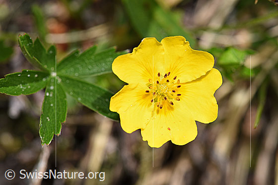Foto: Gold-Fingerkraut (Potentilla aurea). Blüte.