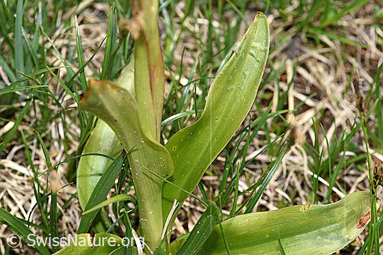 Photo: Orchis mascula. Leaves.