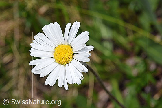 Foto: Alpenmasslieb (Aster bellidiastrum). Blüte.