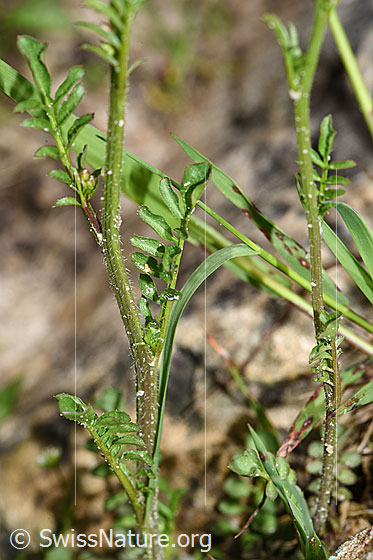 Foto: Wald-Schaumkraut (Cardamine flexuosa). Stängel und Stängelblätter.