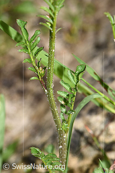Foto: Wald-Schaumkraut (Cardamine flexuosa). Stängel und Stängelblätter.